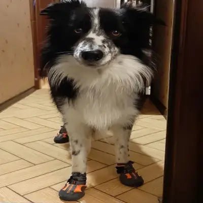 Chaussure pour Chien - PetDogShoes™ - Orange 