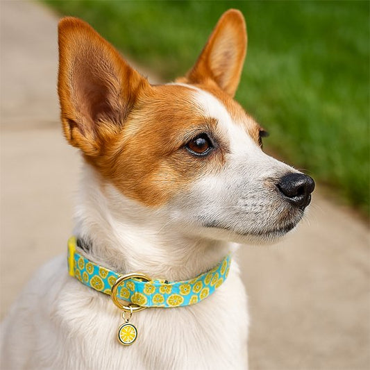 chien assis portant collier chien bleu citronné