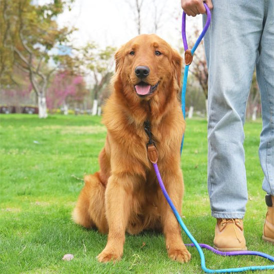 chien assis au pied portant harnais chien vert violet