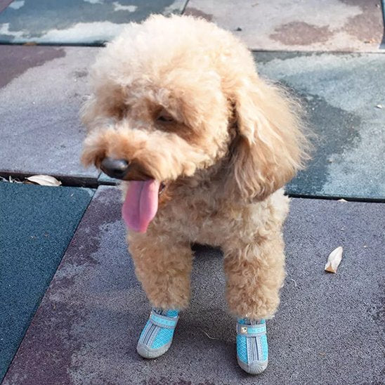 Chien assis portant chaussure chien Protect4Saisons