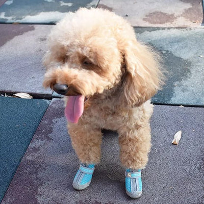 Chien assis portant chaussure chien Protect4Saisons