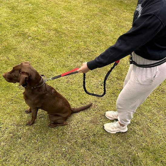 chien assis portant laisse canicross Ergo Run