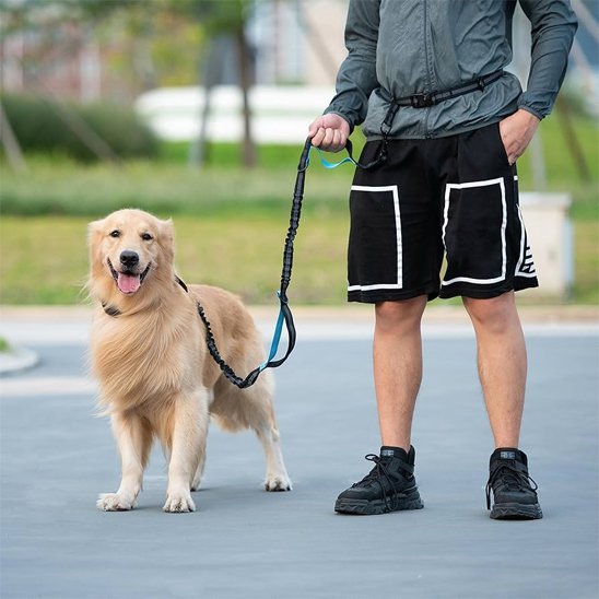 chien au pied portant laisse canicross Ergo Run