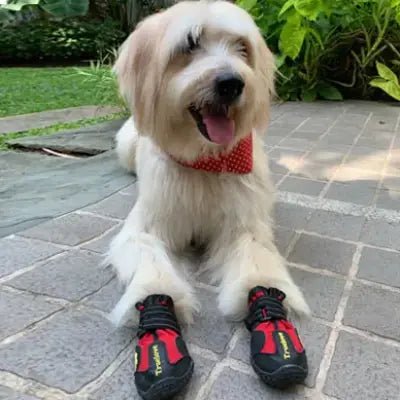 Chien avec chaussure pour chien PetDogShoes-rouge