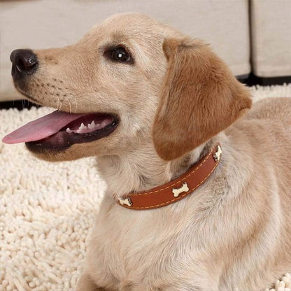 chien avec collier cuir pour chien Os marron
