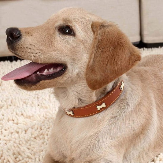 chien avec collier cuir pour chien Os marron