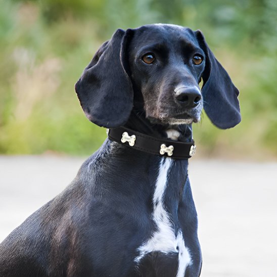 chien avec collier cuir pour chien Os noir