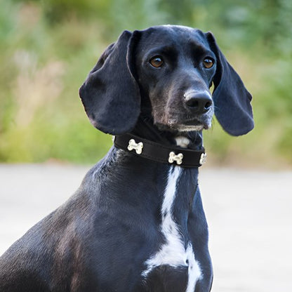 chien avec collier cuir pour chien Os noir