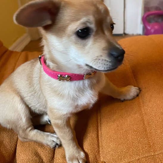 chien avec collier cuir pour chien Os rose