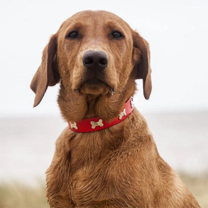 chien avec collier cuir pour chien Os rouge