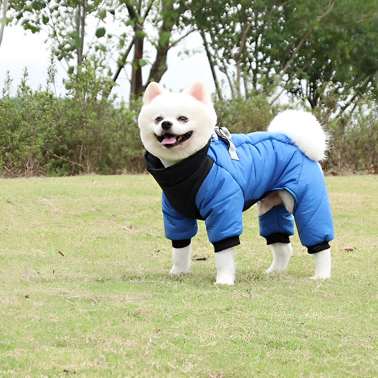 Chien avec manteau chien imperméable Confort -bleu