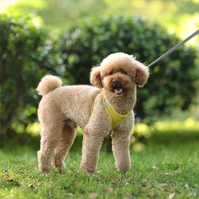 chien beige avec harnais pour petit chien confortable-jaune