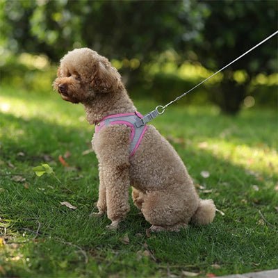 chien beige avec harnais pour petit chien confortable-rose
