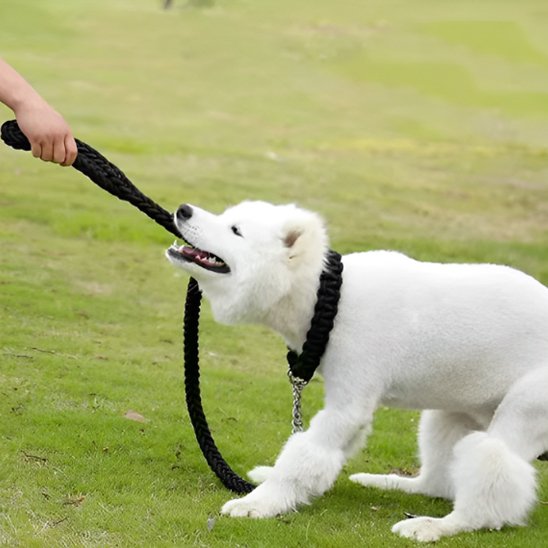 chien blanc joue avec laisse chien ergonomique noir