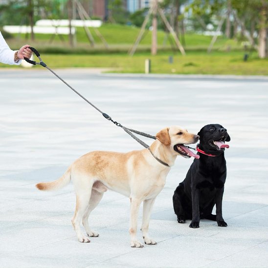 chien debout chien assis portant laisses pour chiens