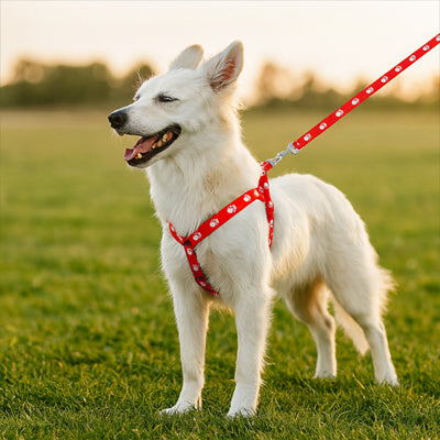 chien debout dans herbe portant harnais chien rouge_de575a69-3d7c-4c88-ade8-7905a2ba6924