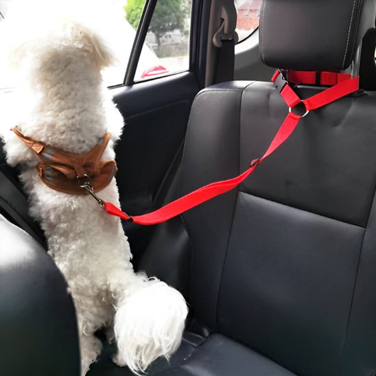 chien debout regarde par la fenêtre  portant laisse chien sécurité voiture