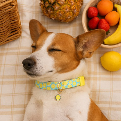chien endormi portant collier chien bleu citronné