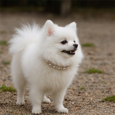 chien portant collier chien perles luxe cristal  - 3