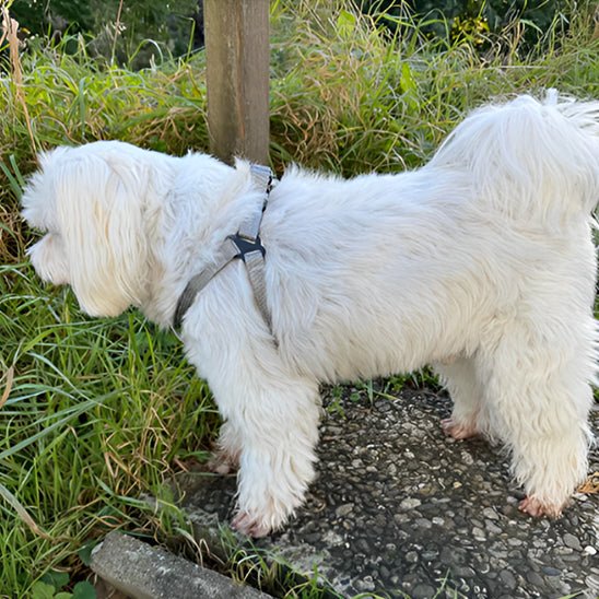 chien portant harnais pour chien Y argent