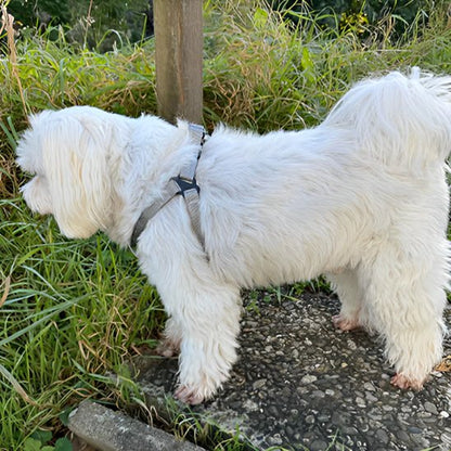 chien portant harnais pour chien Y argent