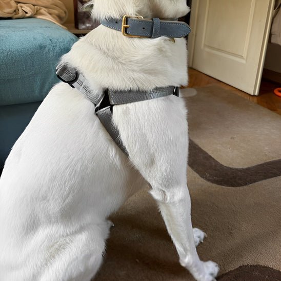 chien portant harnais pour chien Y noir