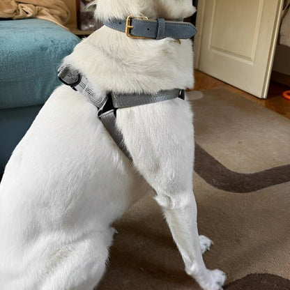 chien portant harnais pour chien Y noir