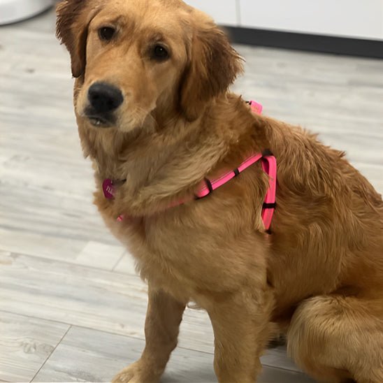 chien portant harnais pour chien Y rose