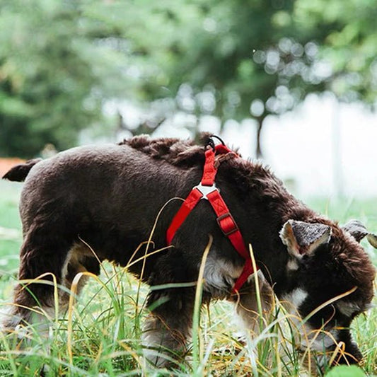 chien portant harnais pour chien Y rouge