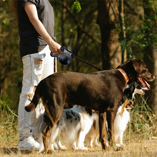 chien portant laisse enrouleur eclarée-balade forêt