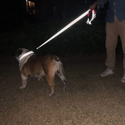chien portant laisse pour chien ErgoPro  réfléchissante