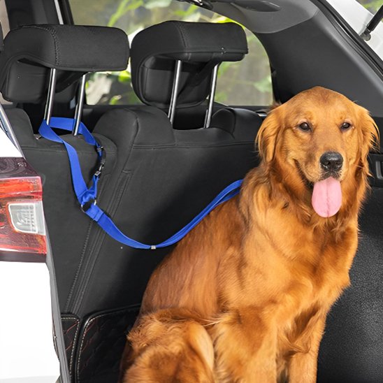 chien roux assis  portant laisse chien sécurité voiture

