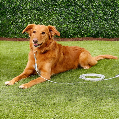 chien roux couché portant laisse chien longue distance