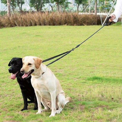 chiens assis portant laisses pour chiens
