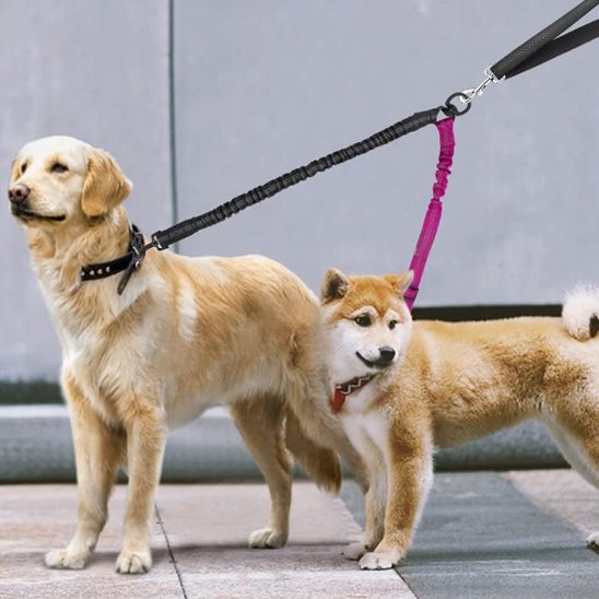 chiens debout portant laisse double pour chien
