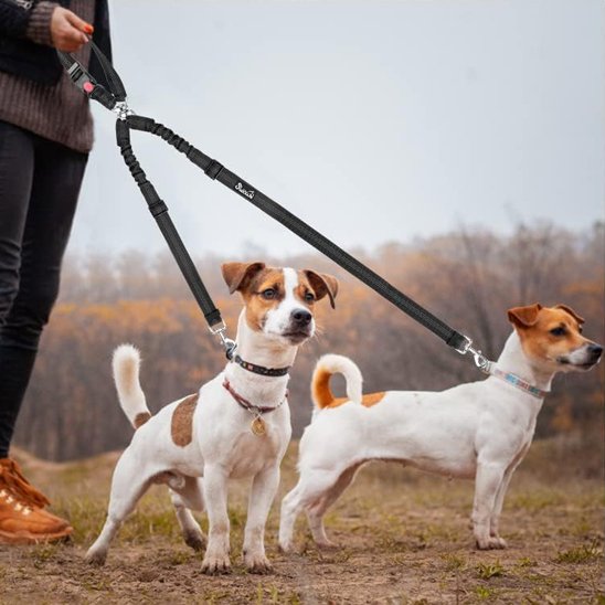 chiens en balade portant double laisse pour chien anti-enchevêtrement
