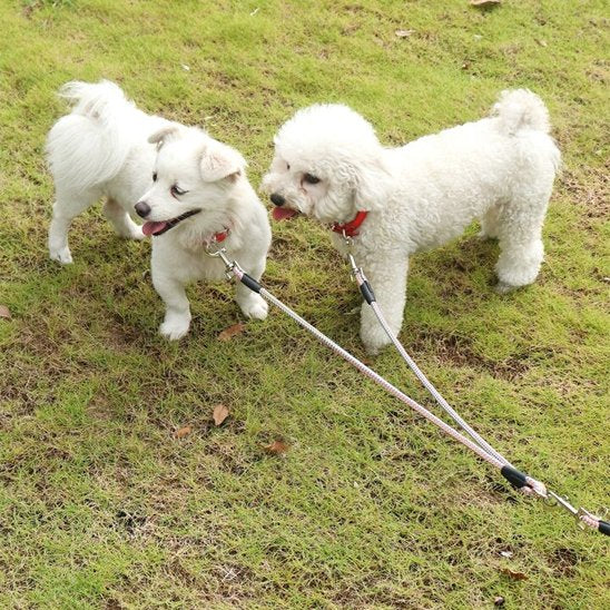 chiens jouent dans l'herbe portant laisse double chien duowalk
