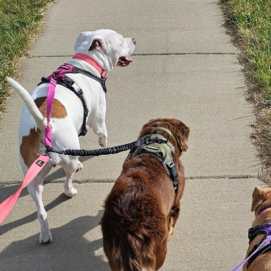 chiens marchent portant laisse double pour chien
