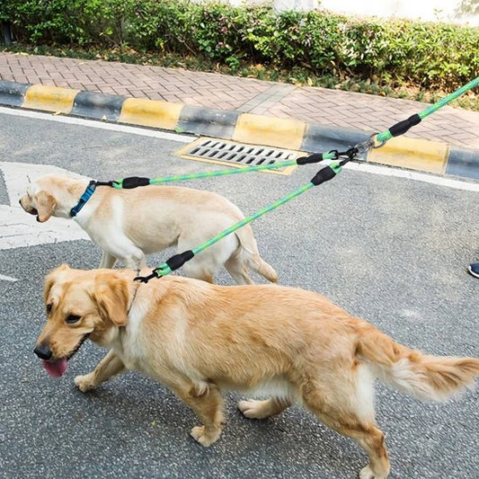 chiens marchent sur la rue portant laisse double chien duowalk 