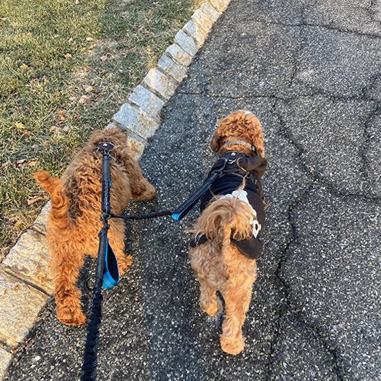 chiens moyens balade avec double laisse pour chien