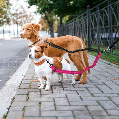 chiens sur trotoire portant laisse double pour chien
