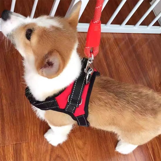 chiot avec harnais anti traction selle