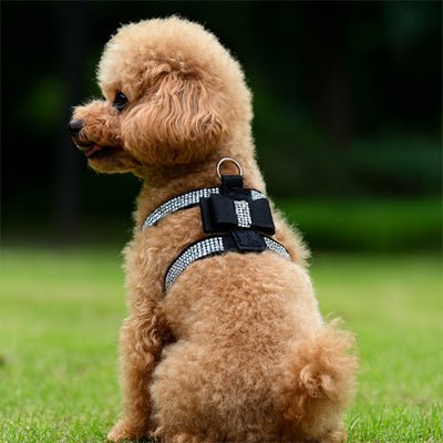 chiot avec harnais chiot noir