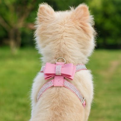 chiot avec harnais chiot rose