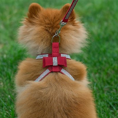 chiot avec harnais chiot rouge