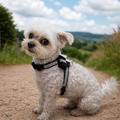 chiot avec harnais noir