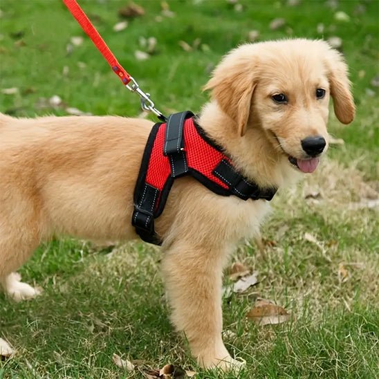chiot Labraor avec harnais anti traction selle