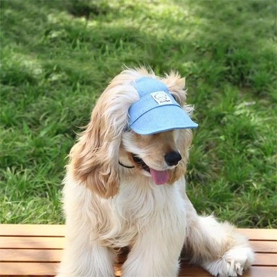 Cocker avec casquette chien​ protection solaire