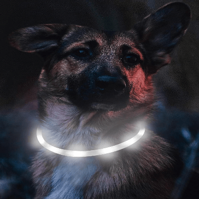 Collier Chien - DogCollarLight™ - Blanc 