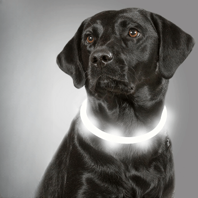 Collier Chien - DogCollarLight™ - Blanc 